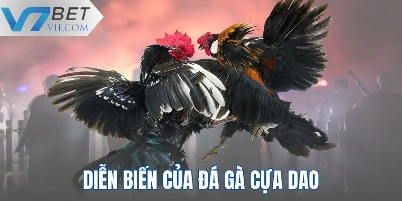 Diễn biến của ván đấu đá gà cựa dao đầy kịch tính, hấp dẫn