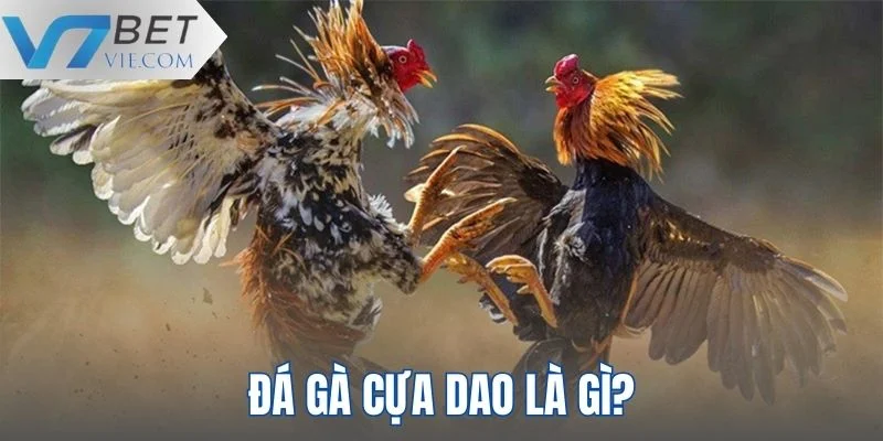 Thông tin về đá gà cựa dao cho người chơi mới tìm hiểu