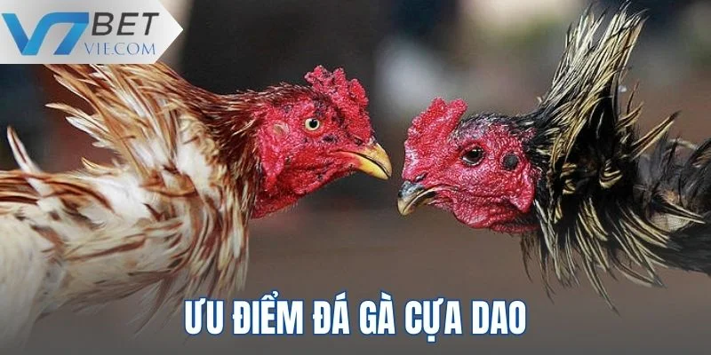 Những ưu điểm của loại hình chọi kê cựa dao đang sở hữu