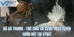 Đá Gà Thomo - Trò Chơi Cá Cược Trực Tuyến Cuốn Hút Tại V7BET