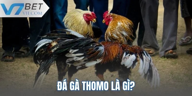 Lý giải định nghĩa đá gà Thomo cho bạn mới