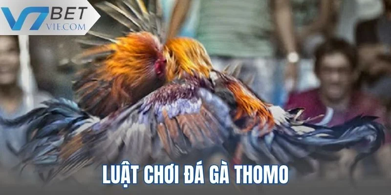 Cập nhật thông tin luật chơi đá gà Thomo