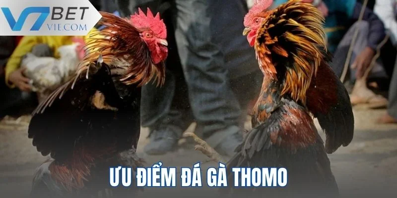Ưu điểm nổi bật mà hình thức chọi kê này mang lại