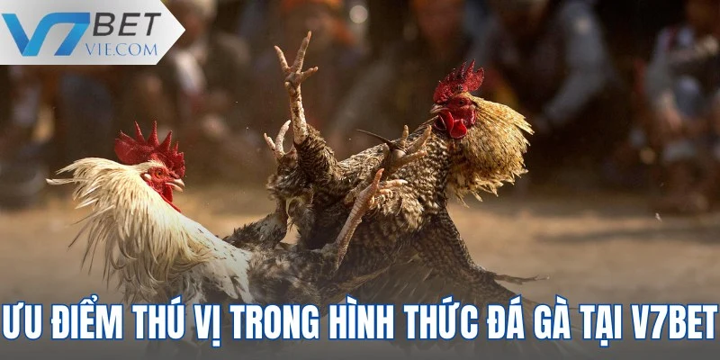 Ưu điểm thú vị trong hình thức đá gà tại V7BET