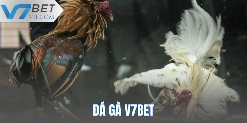 Sảnh cược đá gà V7BET với nhiều kèo thơm Sảnh cược đá gà V7BET với nhiều kèo thơm